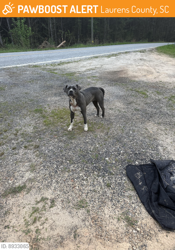 Found/Stray Female Dog last seen Intersection of Jefferson Davis Road and old Milton Road in Mountville, SC, Laurens County, SC 29325