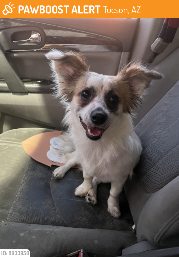 Found/Stray Dog in Tucson, AZ 85710 (ID: 8933950) | PawBoost