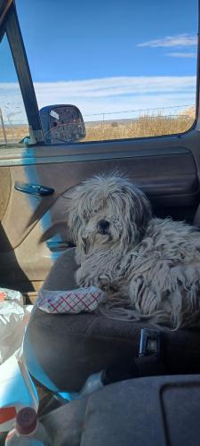Lost Male Dog last seen McDowell and 44th street, Phoenix, AZ 85003