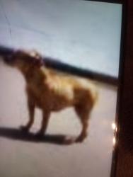 Lost Female Dog last seen Osprey forest dr, Hockley, TX 77447