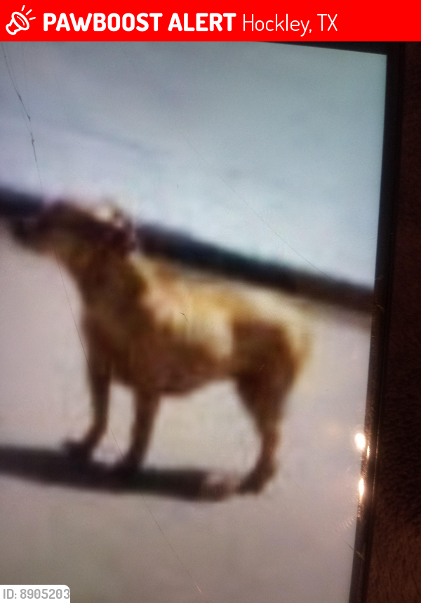 Lost Female Dog last seen Osprey forest dr, Hockley, TX 77447