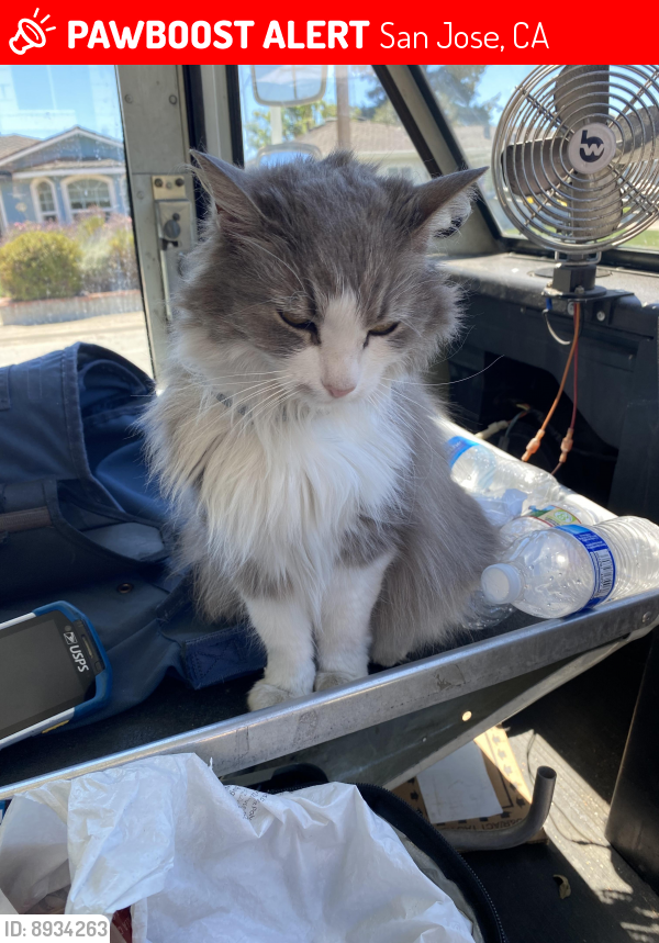 Lost Female Cat last seen Bascom / Lindaire, San Jose, CA 95128