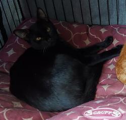 Lost Male Cat last seen Pilgrims Way, Ely, Cambridgeshire, England CB6 3DL