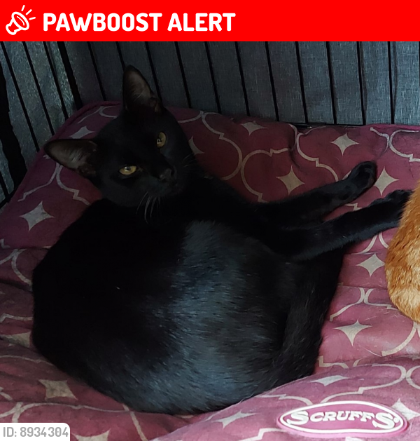 Lost Male Cat last seen Pilgrims Way, Ely, Cambridgeshire, England CB6 3DL