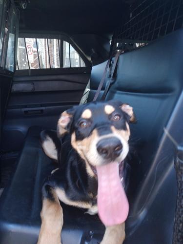 Lost Male Dog last seen Norristown 516 chain st, Norristown, PA 19401