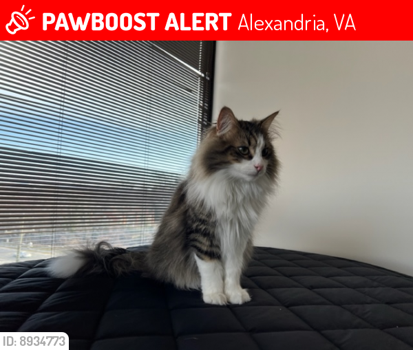 Lost Male Cat last seen Huntington Gateway, 5980 Richmond Hwy, Alexandria, VA 22303