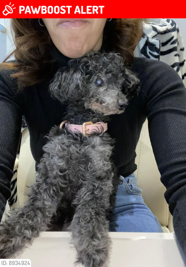 Lost Female Dog last seen Elystan place, Greater London, England SW3 3LF