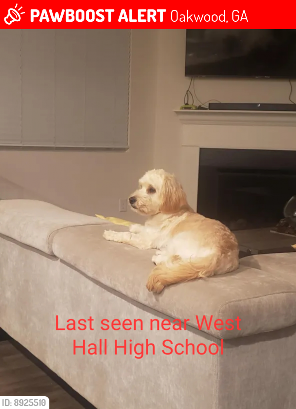 Lost Female Dog last seen Near West Hall High School, Oakwood, GA 30566
