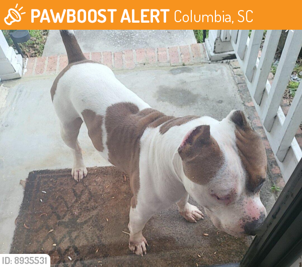Found/Stray Male Dog last seen Winslow Subdivision Clemson Road, Columbia, SC 29229