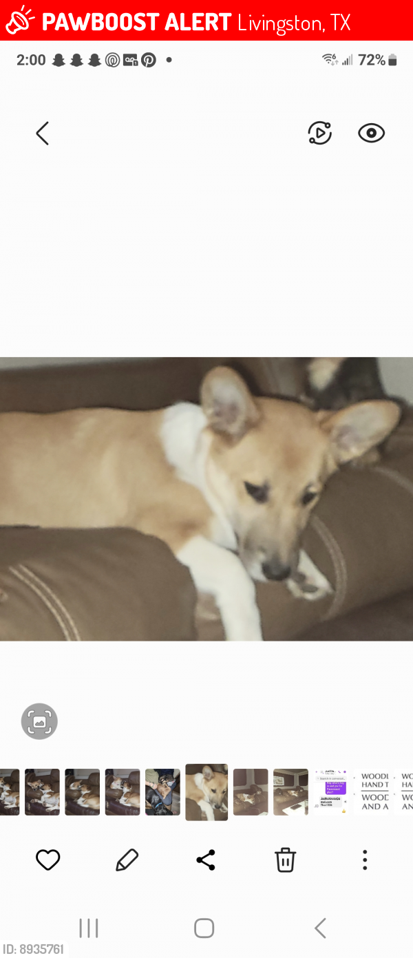 Lost Female Dog last seen Forresters Retreat Subdivision , Livingston, TX 77351