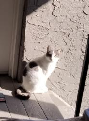 Lost Male Cat last seen 37th st  KCMO 64111, Kansas City, MO 64111