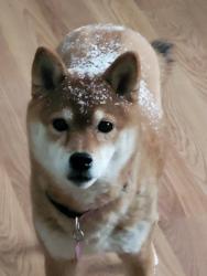 Lost Female Dog last seen Lake cook rd and Quentin rd., Palatine, IL 60074