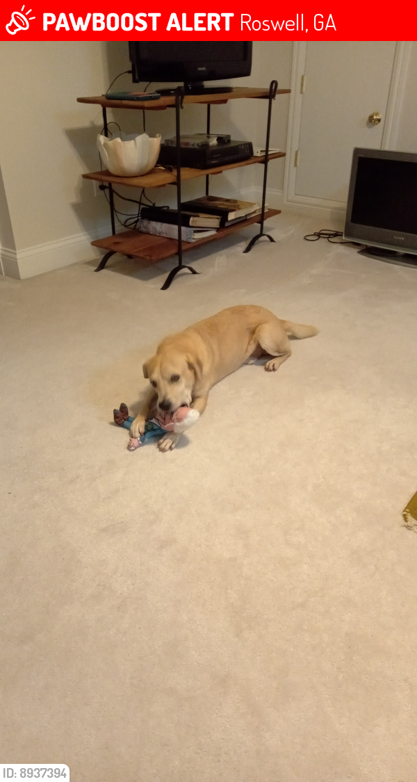 Lost Male Dog last seen River birch glen swimming pool    Roswell GA, Roswell, GA 30075