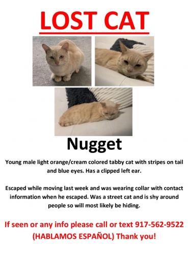 Lost Male Cat last seen Oak Ridge and John Young, Orlando, FL 32839