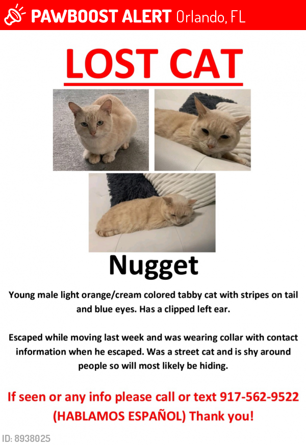 Lost Male Cat last seen Oak Ridge and John Young, Orlando, FL 32839