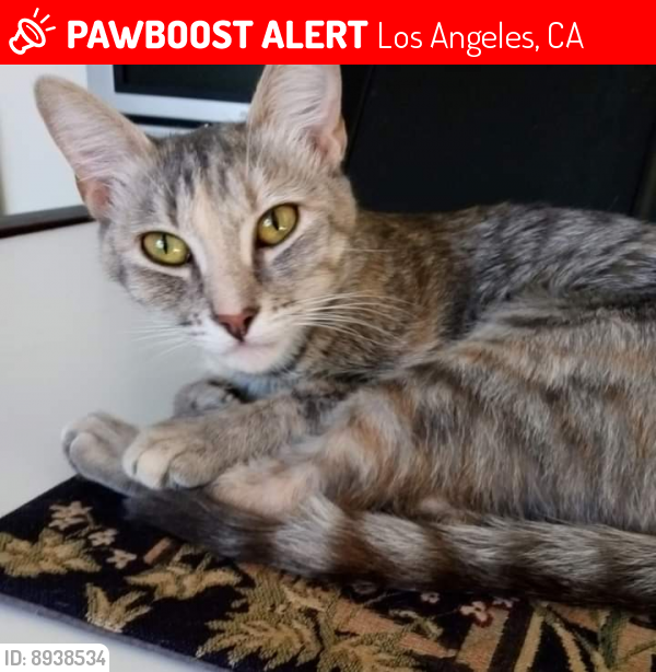 Lost Female Cat last seen Whitsett Avenue and Vanowen Street North Hollywood 91606, Los Angeles, CA 91606