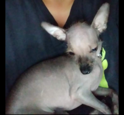 Lost Female Dog last seen Near N 6th ST Estherville IA, Estherville, IA 51334