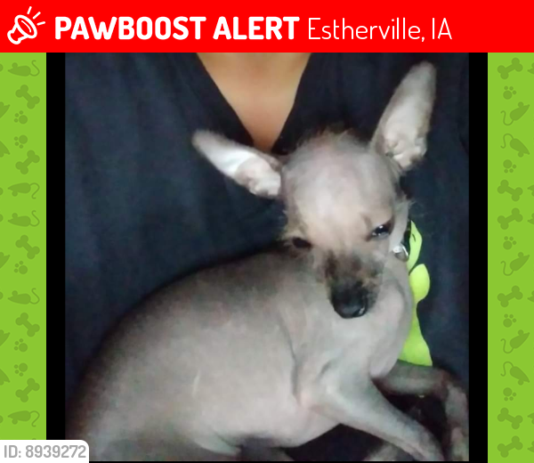 Lost Female Dog last seen Near N 6th ST Estherville IA, Estherville, IA 51334