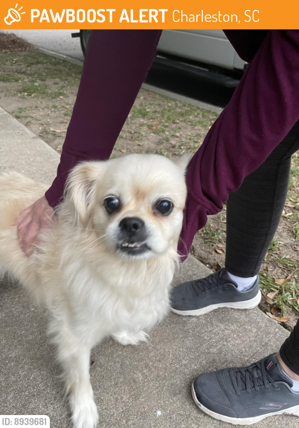 Found/Stray Unknown Dog last seen Little fluffy dog found on Bimini Dr Boltons Landing, Charleston, SC 29414
