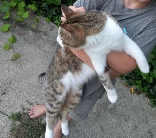 Lost Female Cat last seen Norwood Ave and Poplar St, Norwood, OH 45212