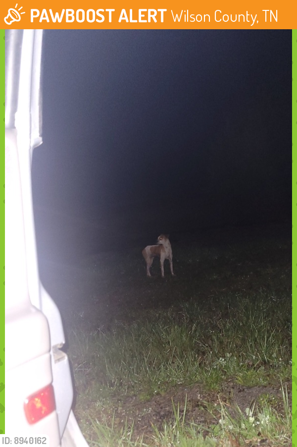 Wilson County, TN Stray Dog Found Near Found on simmons bluff rd PawBoost