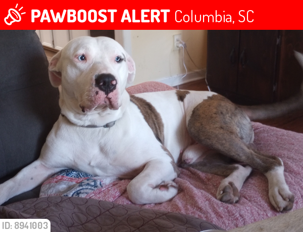 Lost Male Dog last seen Seton hall dr & Colchester dr, Columbia, SC 29223