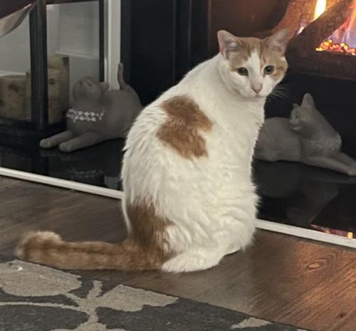 Lost Male Cat last seen In between Long town Road and Village church , Blythewood, SC 29016