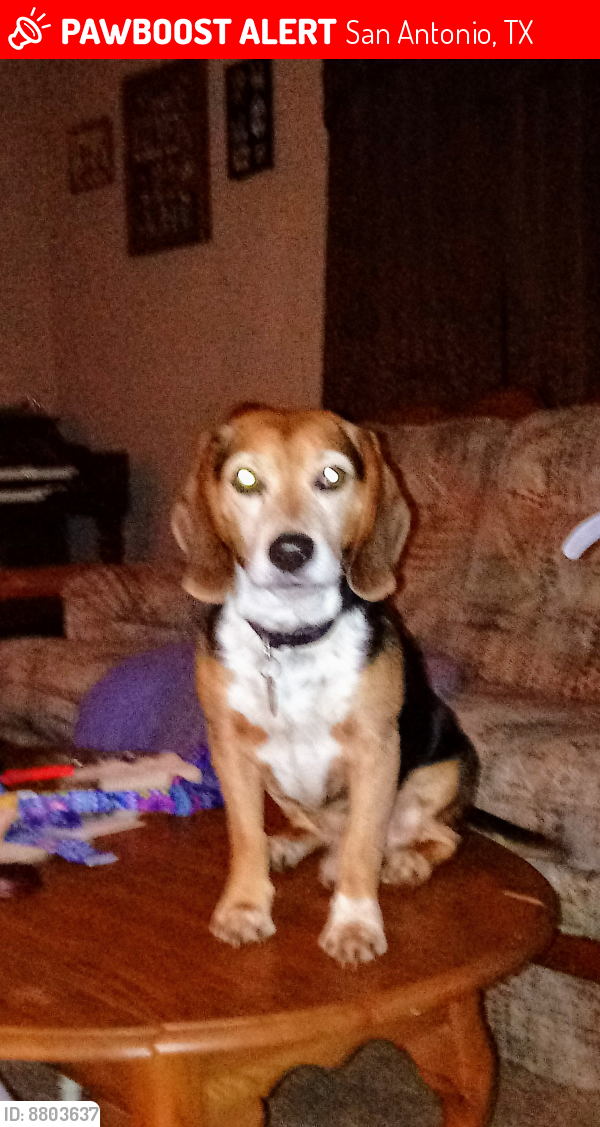 Lost Male Dog last seen Culebra & Texas 211, San Antonio, TX 78250