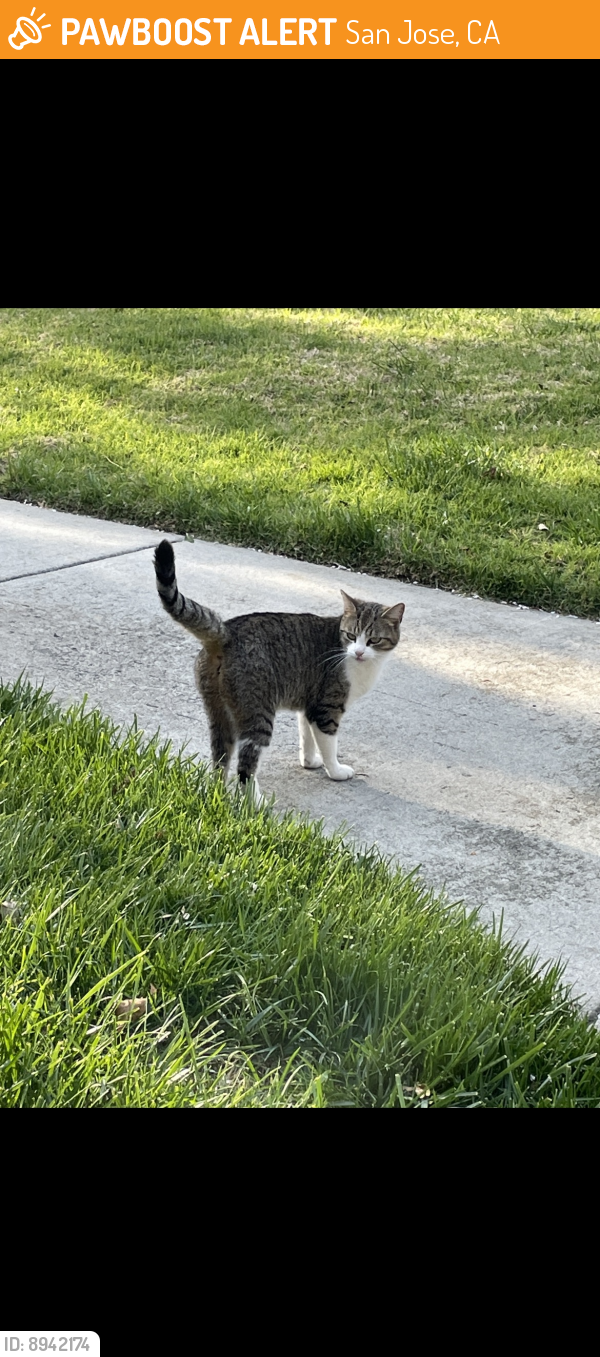San Jose, CA Stray Female Cat Found Near Stokes and Coalbrook PawBoost