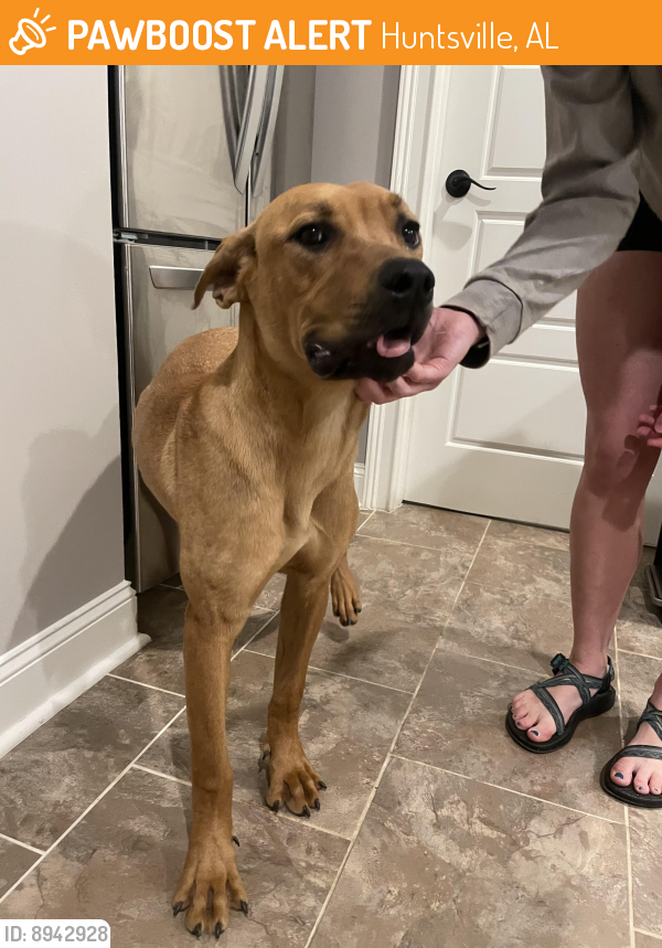 Found/Stray Female Dog last seen John hunt park, Huntsville, AL 35802