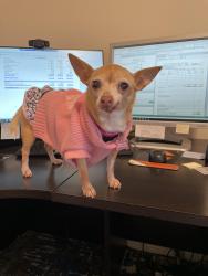 Lost Female Dog last seen Near 21st Ave. SE, Bothell, WA  98021, Bothell, WA 98021