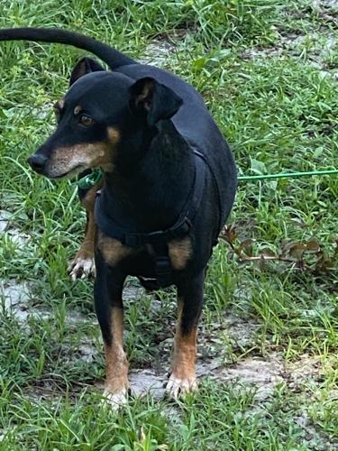 Lost Male Dog last seen Parkland and Farrow Rd, Columbia, SC 29203