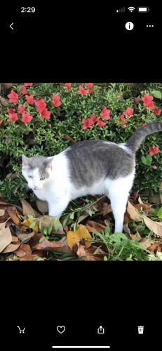 Lost Male Cat last seen Valleyview dr paragould ar , Paragould, AR 72450