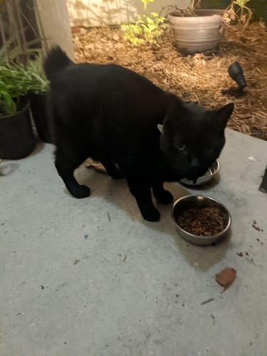 Lost Male Cat last seen North Triplet Drive in Casselberry, Casselberry, FL 32707