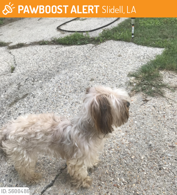 Slidell, LA Stray Female Dog Found Near Dolphin St., New Orleans PawBoost
