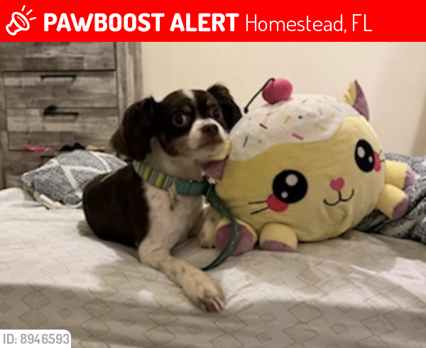 Lost Male Dog last seen fiji, Homestead, FL 33033