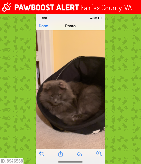 Lost Male Cat last seen Foxhall Terrace and Meadow Crossing, Fairfax County, VA 22039
