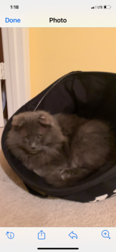 Lost Male Cat last seen Foxhall Terrace and Meadow Crossing, Fairfax County, VA 22039