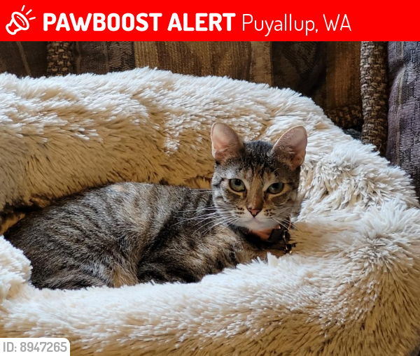 Lost Female Cat last seen 23rd Ave SE, Puyallup by Wildwood Park, Puyallup, WA 98374