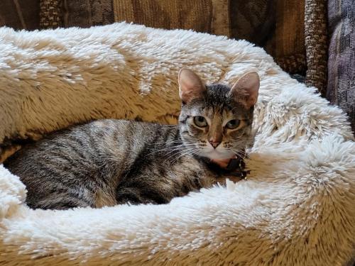Lost Female Cat last seen 23rd Ave SE, Puyallup by Wildwood Park, Puyallup, WA 98374