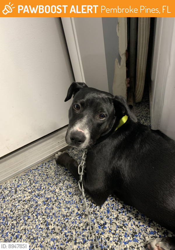 Found/Stray Female Dog last seen Pembroke lakes golf and racquet club, Pembroke Pines, FL 33026