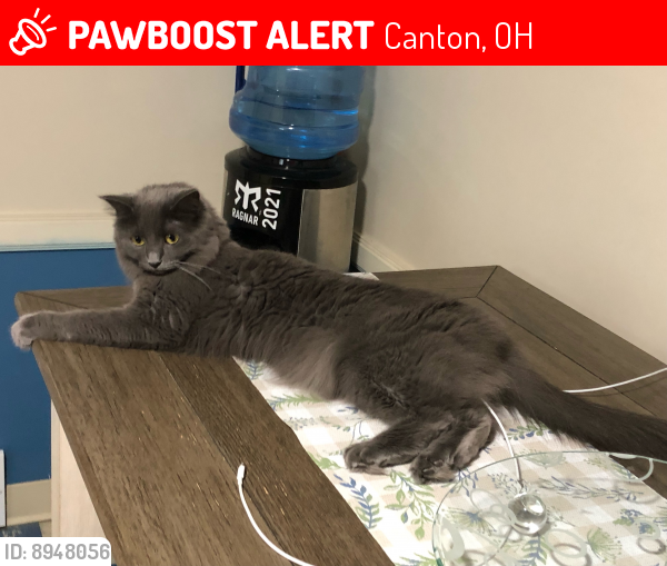 Lost Female Cat in Canton, OH 44702 Named Eve (ID 8948056) PawBoost