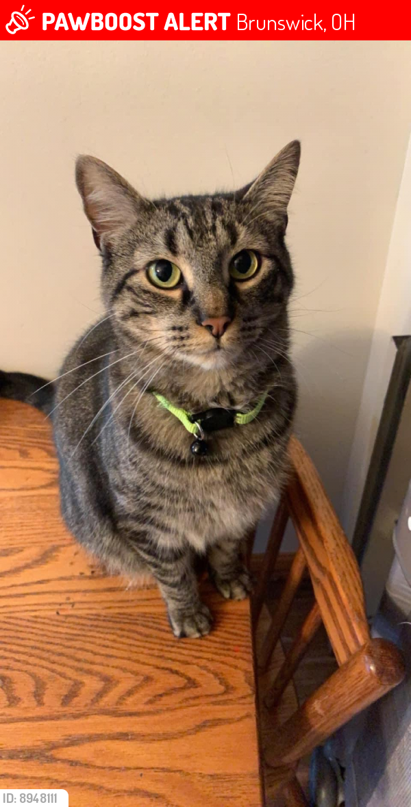 Brunswick, OH Lost Male Cat, Baker Is Missing | PawBoost