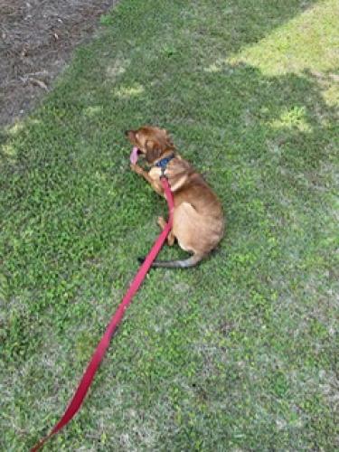 Found/Stray Female Dog last seen Behind IHOP and  Depot, Columbia, SC 29223