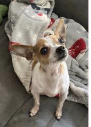 Lost Male Dog last seen Avondale, Coolidge, Dawes, Culver Rd  East Irondequoit , Rochester, NY 14622