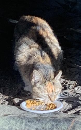 Found/Stray Unknown Cat last seen Taylor Pond Road , Dorchester County, SC 29437