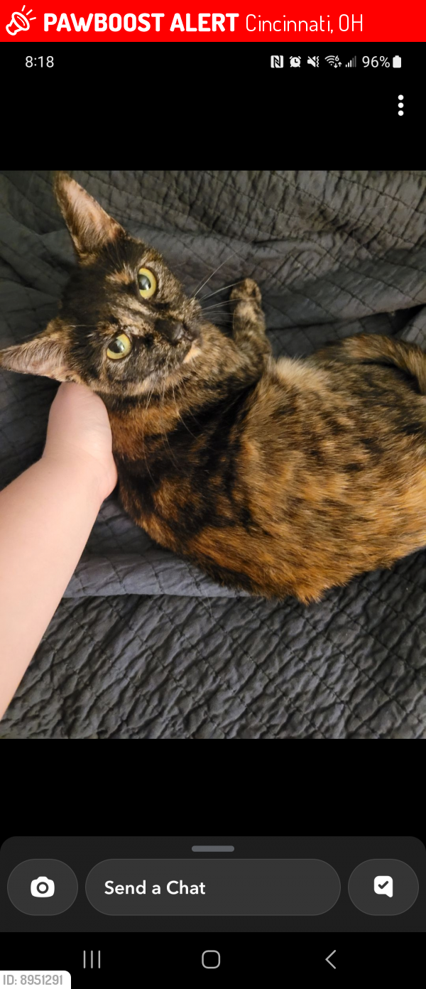 Cincinnati, OH Lost Female Cat, Truffles Is Missing | PawBoost