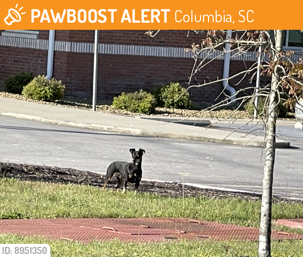 Found/Stray Unknown Dog last seen Behind Shoves Funeral , Columbia, SC 29223
