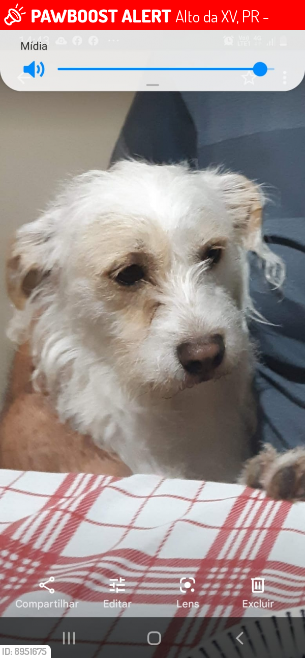 Lost Female Dog last seen Alto da XV, Curitiba, Alto da XV, PR 82590-300