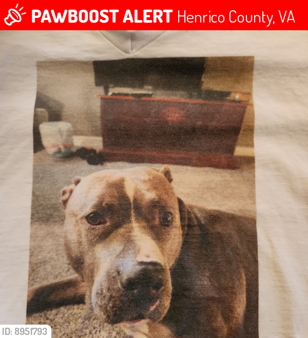 Lost Male Dog last seen St. Micheal Catholic church, Springfield rd, Henrico County, VA 23060